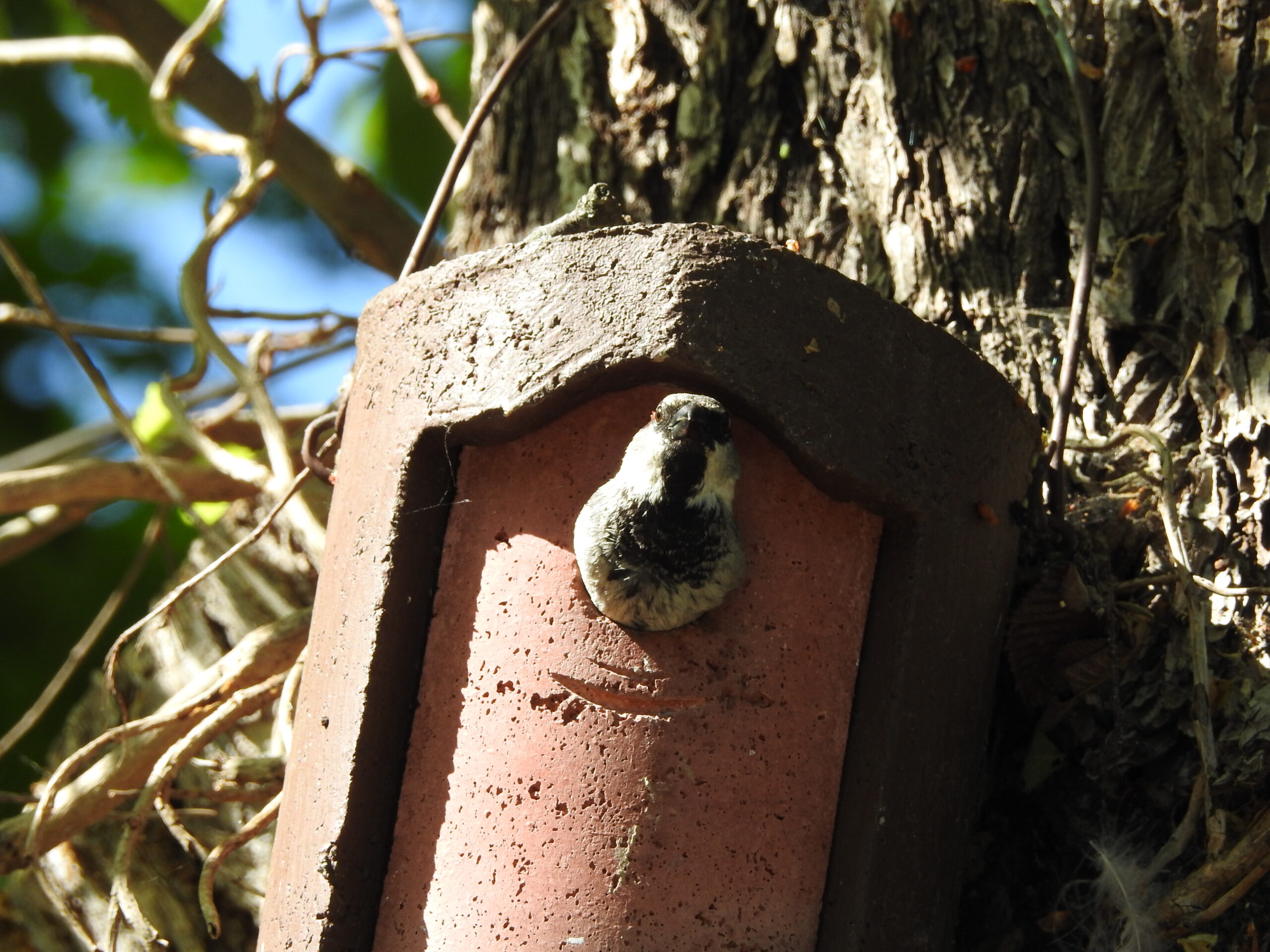 Spatz in Meisennistkasten