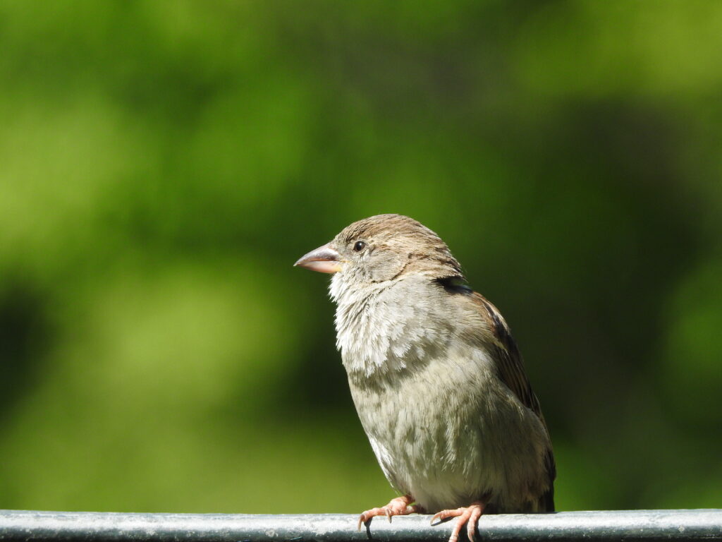 Weibchen