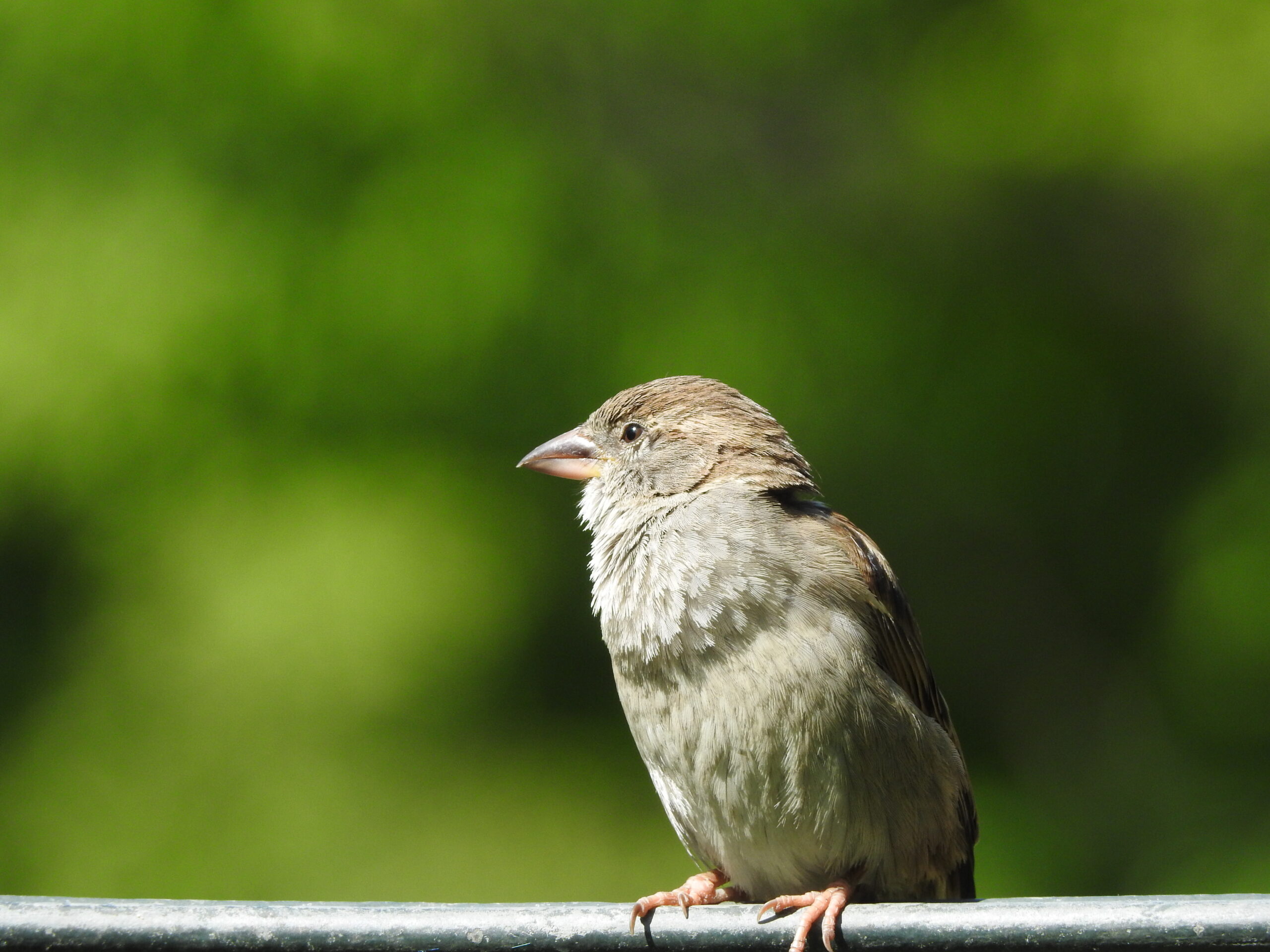 Weibchen