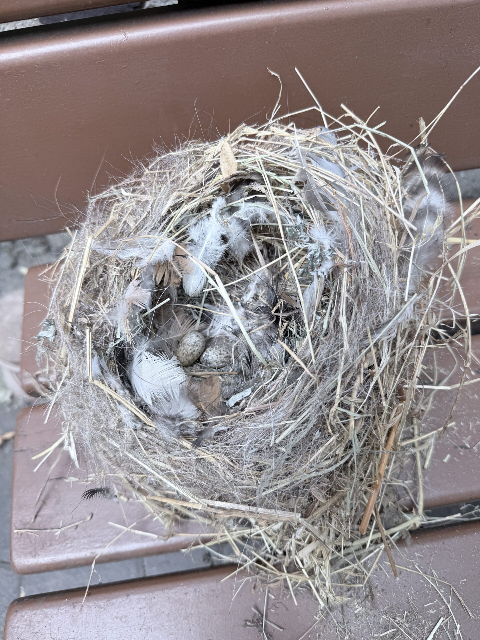 Altes Spatzennest aus Gras, Heu, Federn und Pferdehaaren