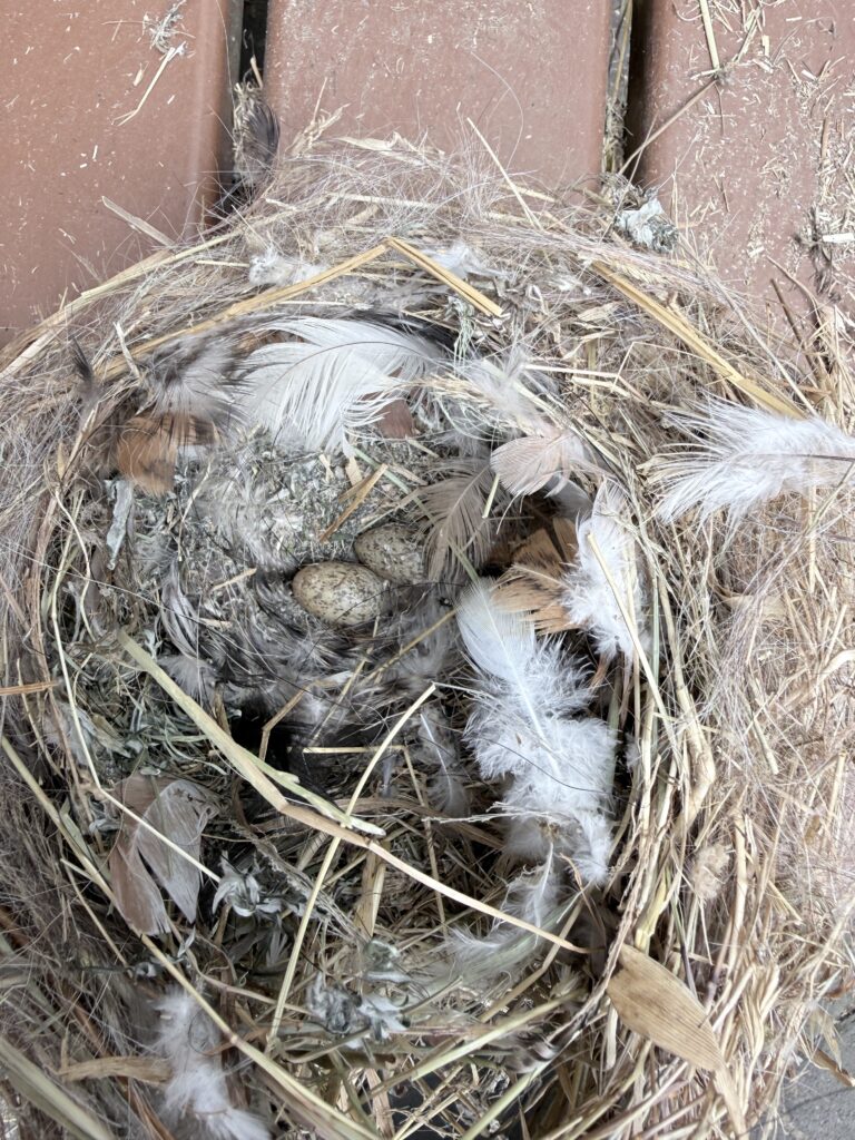 Altes Nest mit 2 Eiern