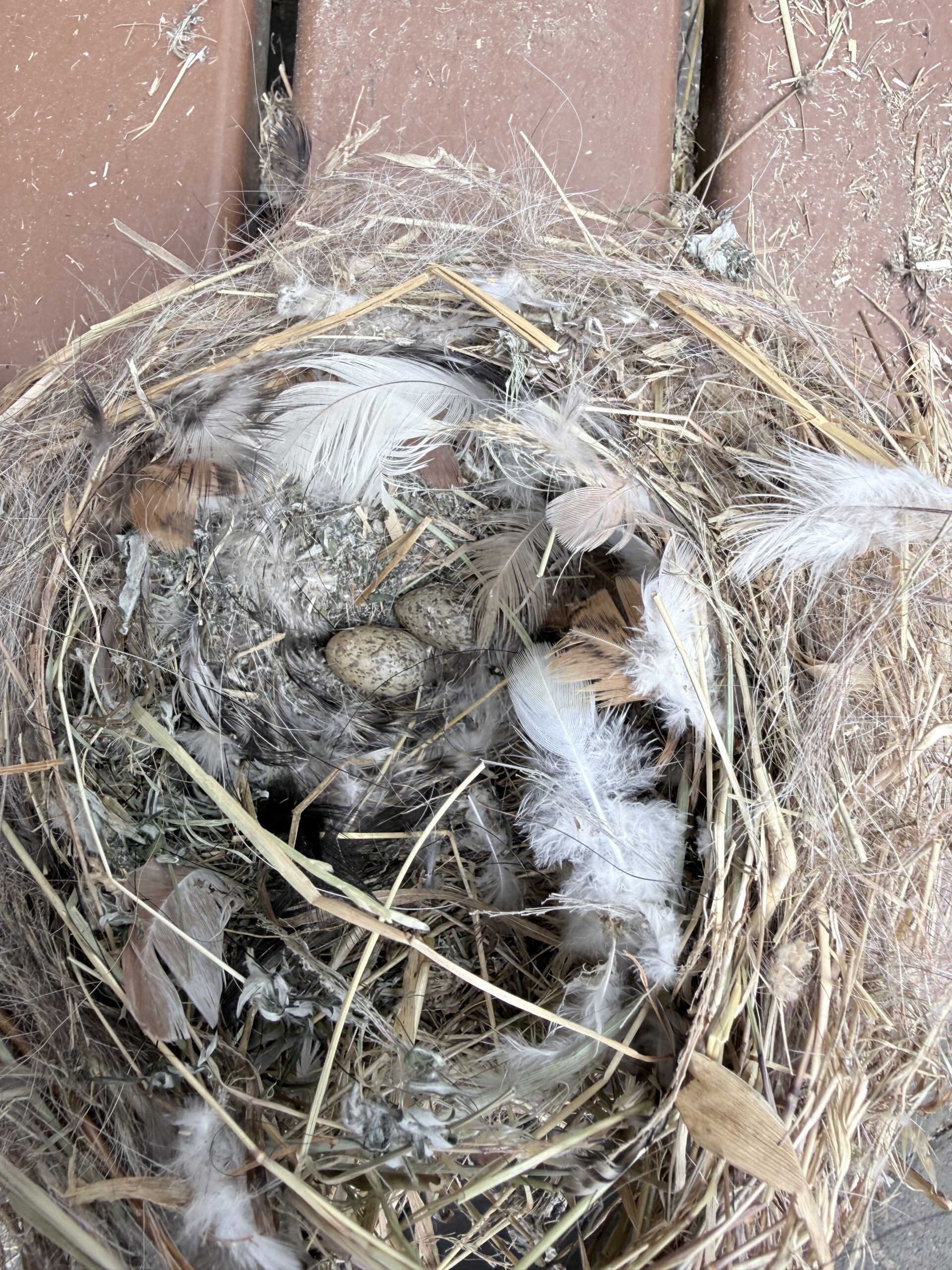 Altes Nest mit 2 Eiern